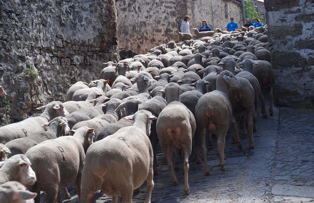 OvejoAventura: La experiencia única de acompañar a los últimos pastores trashumantes