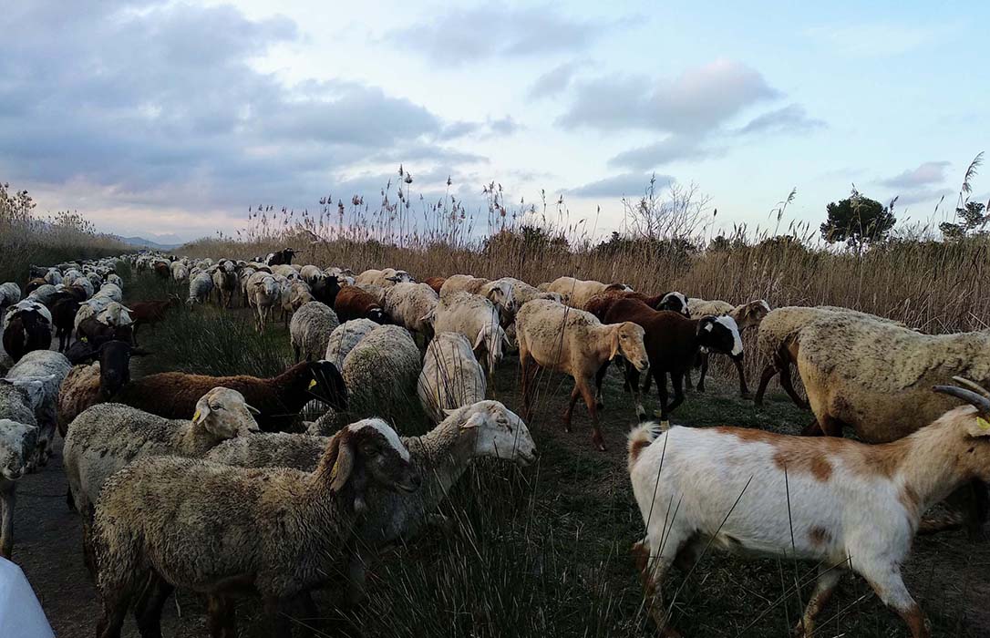 El pastoreo controlado que gestiona la vegetación y crea hábitats óptimos para aves en peligro de extinción