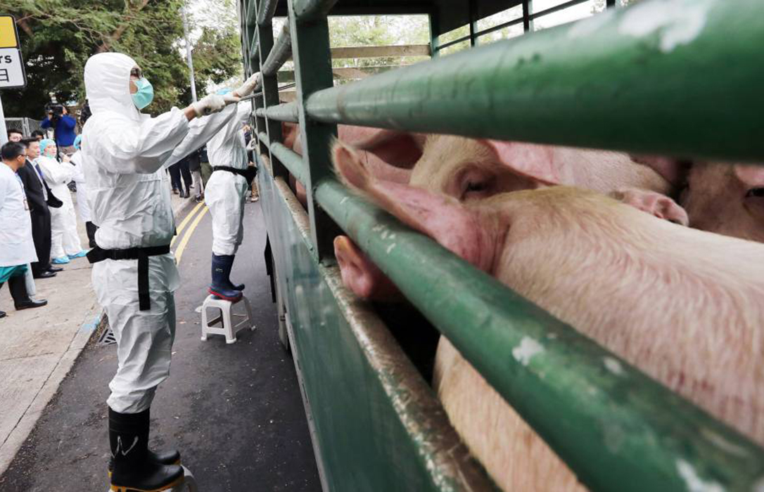 La peste porcina africana llega a España… pero solo unos días para saber cómo actuar ante ella