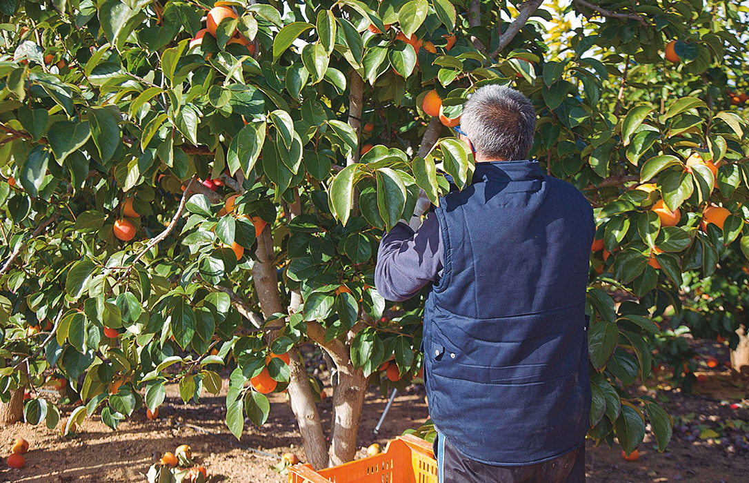 Los productores de fruta en Andalucía también advierten de que “los precios están tirados”