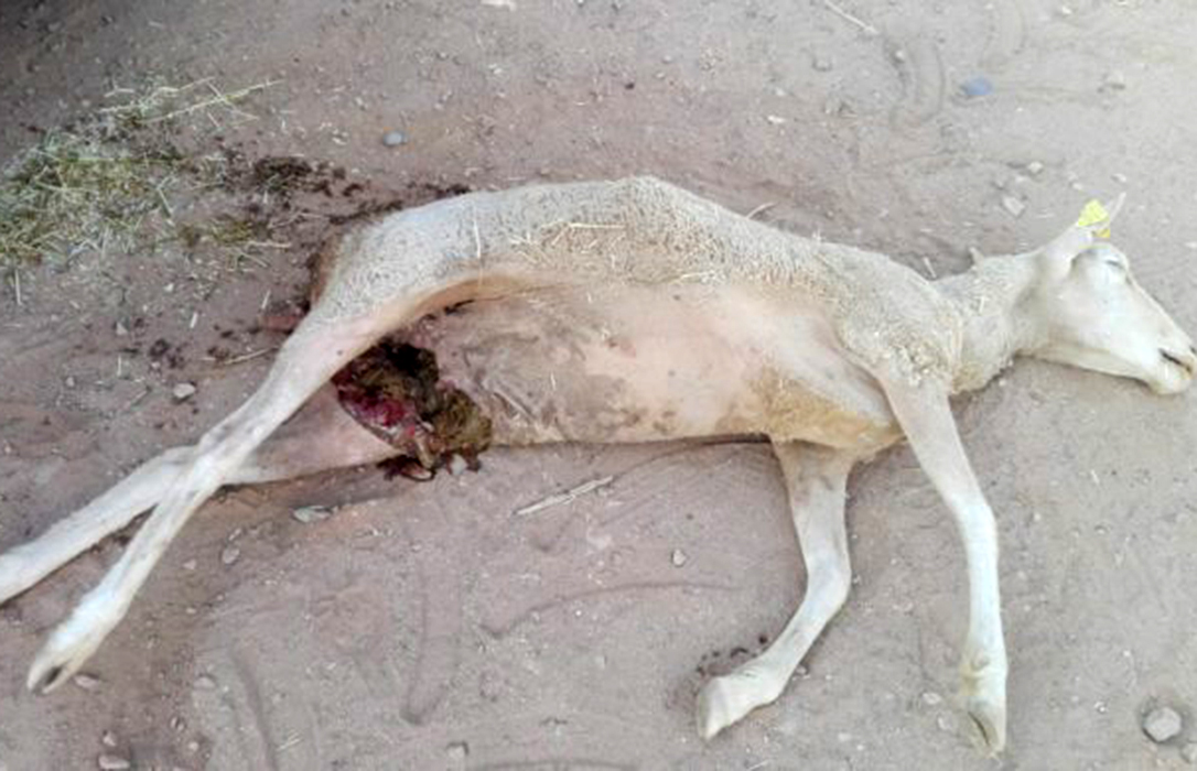 Una bandada de buitres ataca de nuevo un rebaño y mata a una oveja reproductora en Salamanca