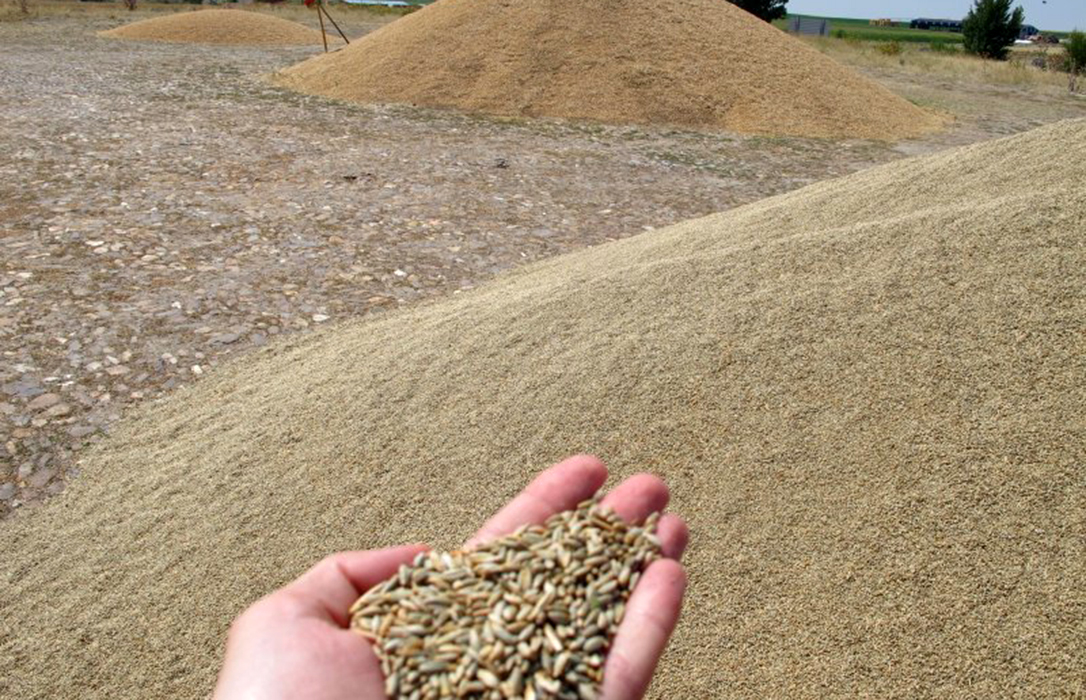 Desastrosa cosecha de cereal en la zona sur de Castilla y León: No merece la pena ni entrar a segar