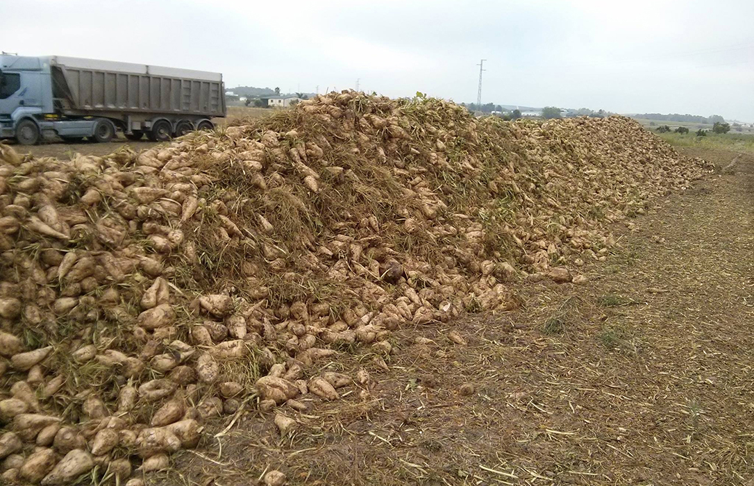 La Rioja dará una ayuda de hasta un máximo de 500 euros por hectárea para los productores de remolacha azucarera