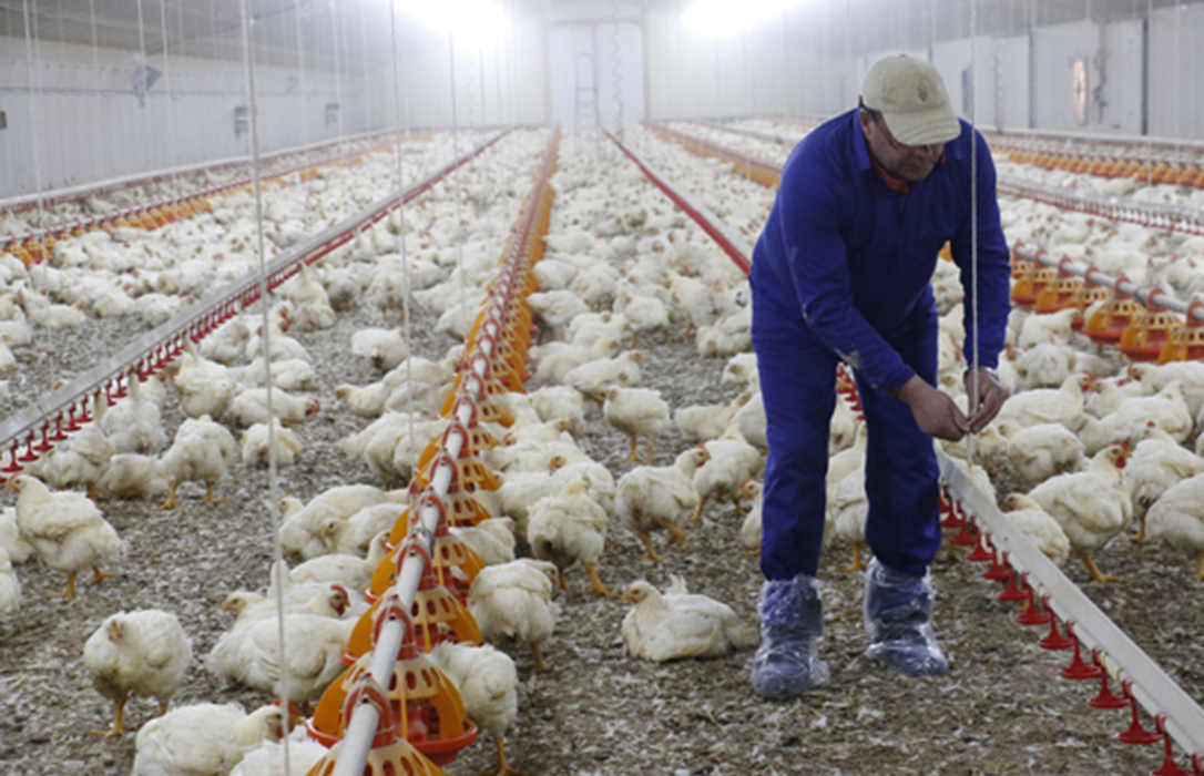 El sector del pollo pone sobre la mesa los prejuicios que le acarreará el acuerdo con Mercosur