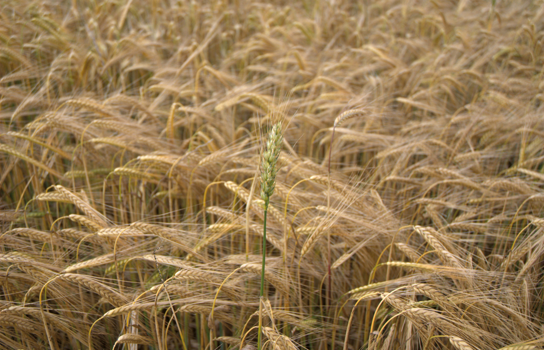 Enfado con ENESA por reducir las coberturas del seguro de herbáceos de secano y dejarlo en solo el 70%