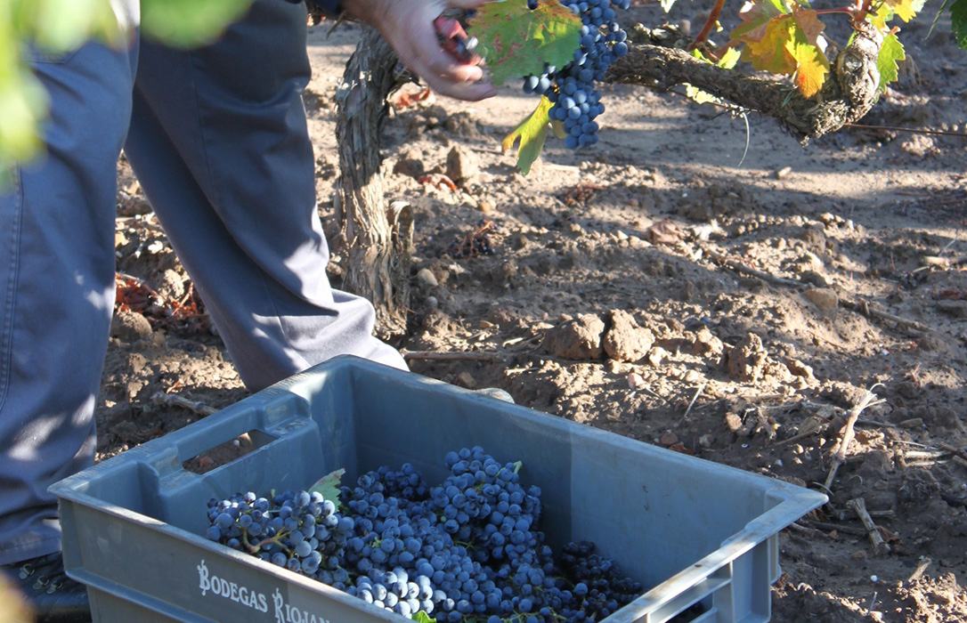 La Rioja publica los costes producción medios de la uva tinta y blanca de la campaña 2019