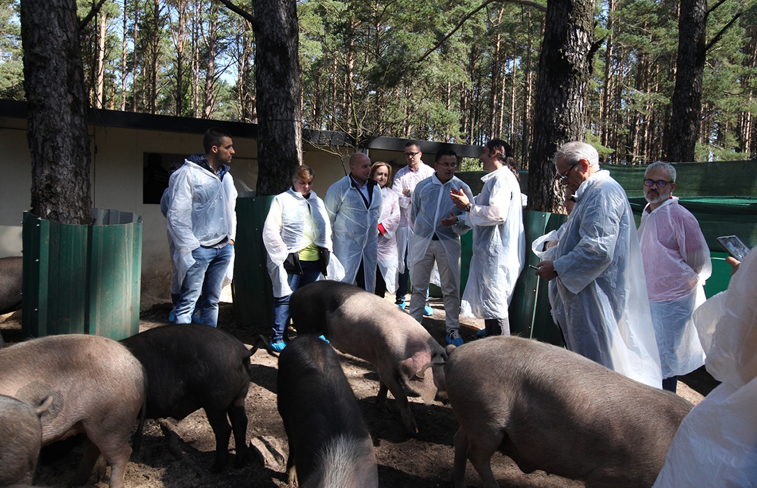 La Xunta apuesta por el ganado autóctono, como el porco celta, para prevenir incendios forestales