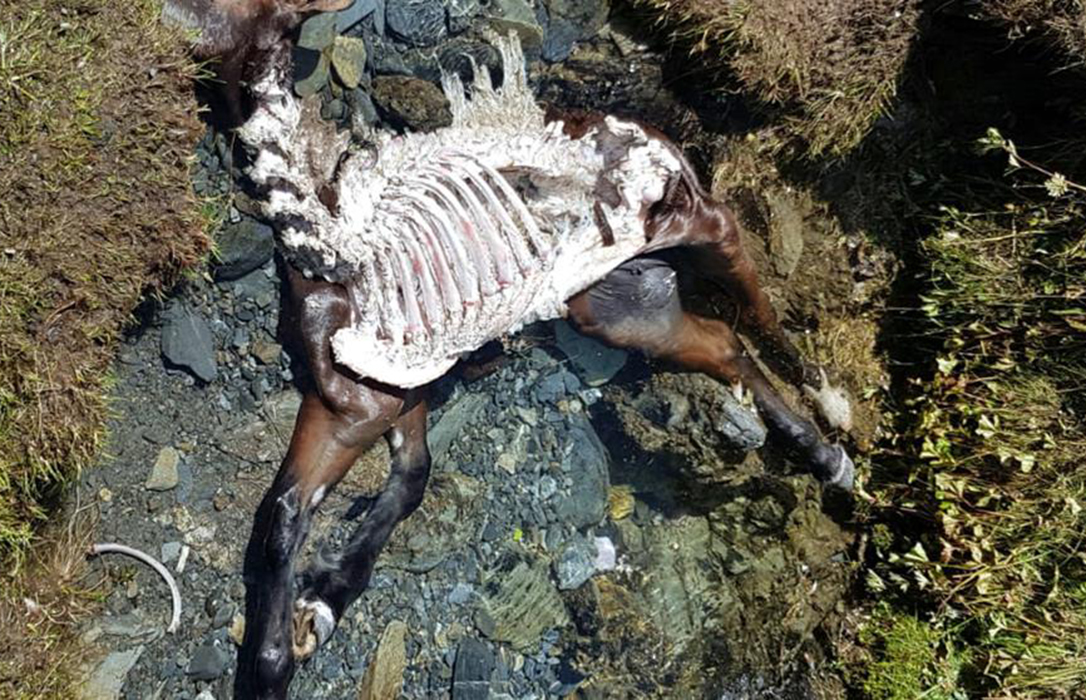 El oso Cachou, considerado como depredador por las autoridades, mata a una potra en el Valle de Aran