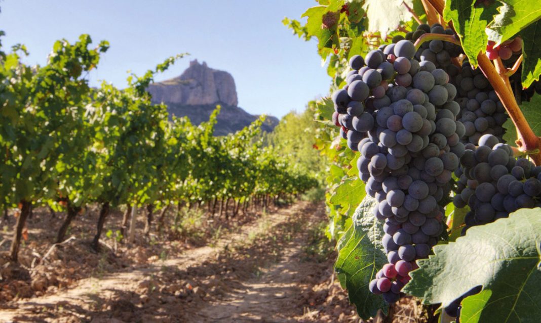 Experto en enoturismo será la profesión más demandada del sector vitivinícola