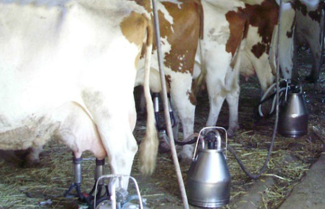 La nueva caída del precio de la leche de vaca lo sitúa en los mismos niveles de hace un año