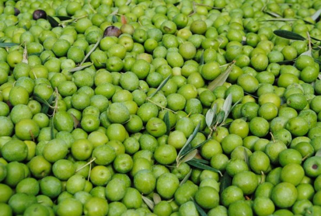 Se elevan los precios de la aceituna de mesa de todas las variedades ante la previsión de una corta cosecha