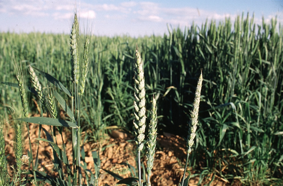 El trigo duro se salva de una nueva caída de precios de los cereales que se ceba con el maíz