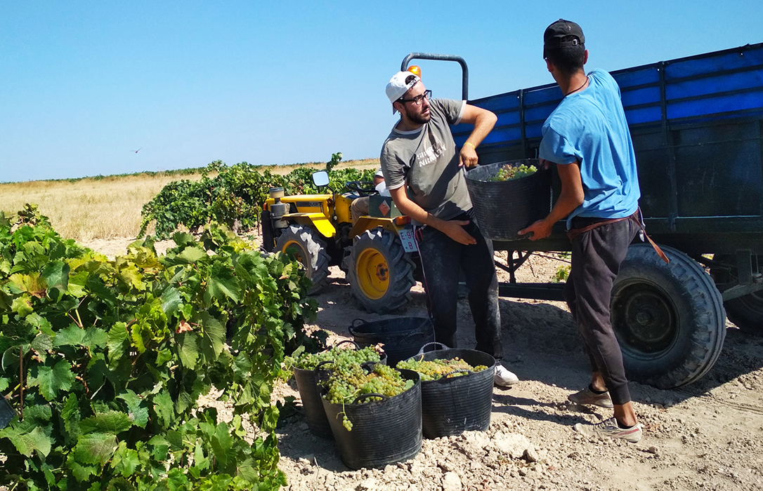Vendimia en Andalucía: La producción es menor que el año pasado pero la calidad de la uva es superior