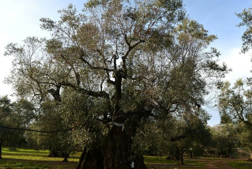Nueva alarma: Detectados los dos primeros olivos enfermos de Xylella en Francia junto a la frontera italiana