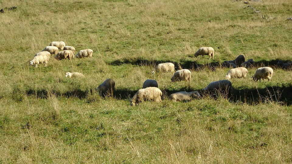 Andalucía permitirá el pastoreo en superficie de barbecho de interés ecológico para el Pago Verde de la PAC en 2019