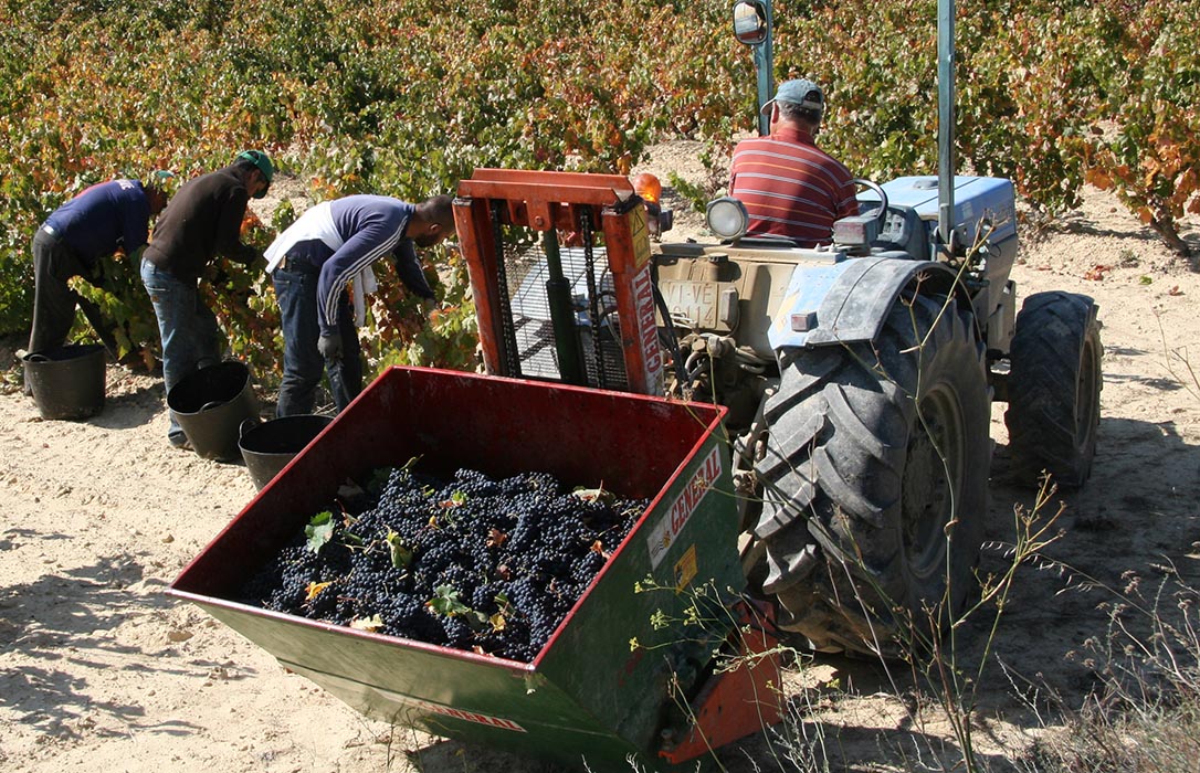 La AICA confirma la apertura de 23 expedientes sancionadores a bodegas por entregas de uva sin contrato