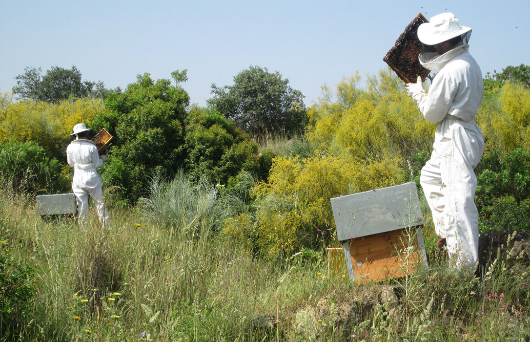 Respaldo de más de dos millones de euros en subvenciones para 1.269 apicultores y tres asociaciones del sector andaluz