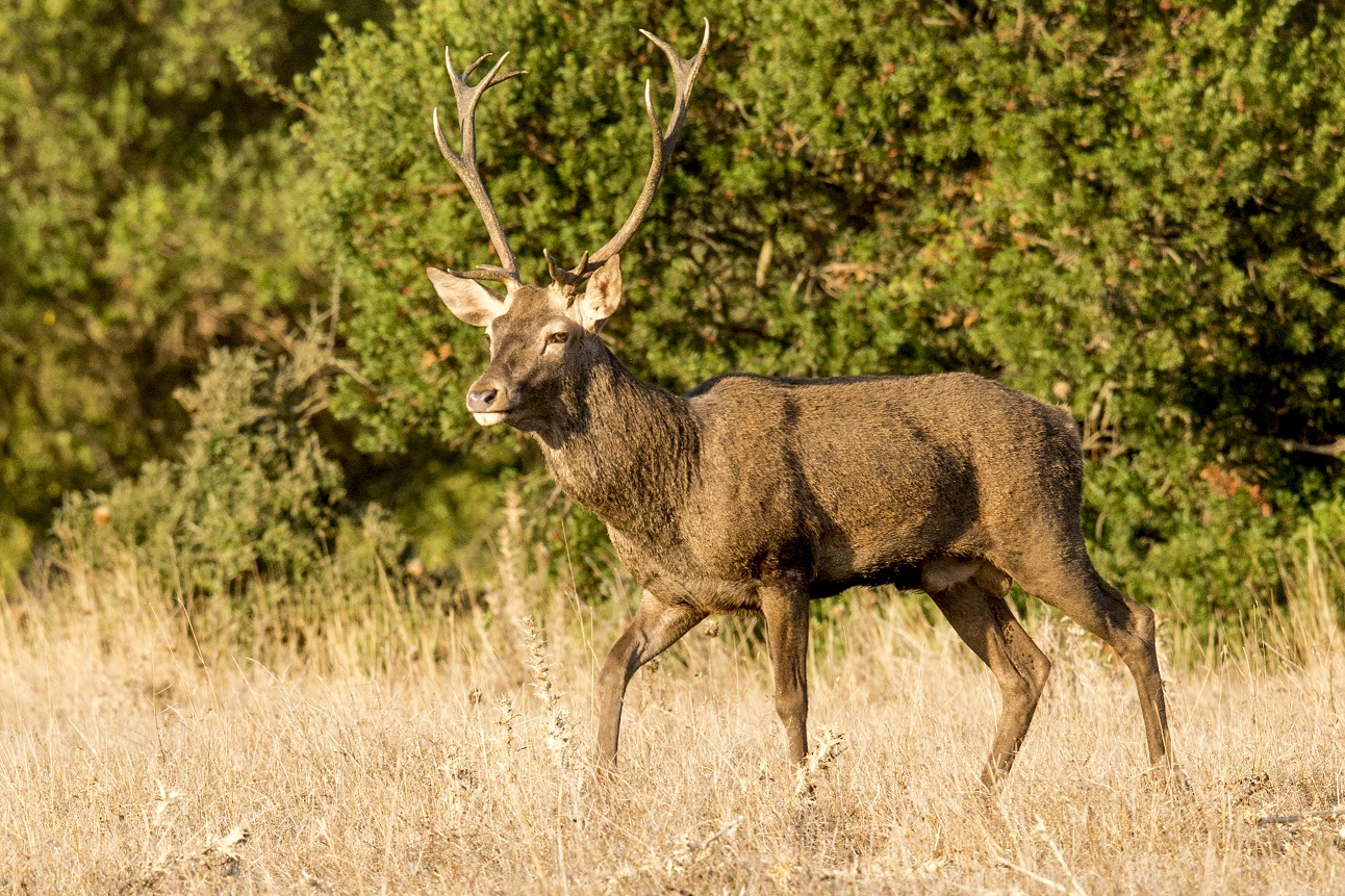 Con el otoño, llega la berrea del ciervo al parque natural de Los Alcornocales