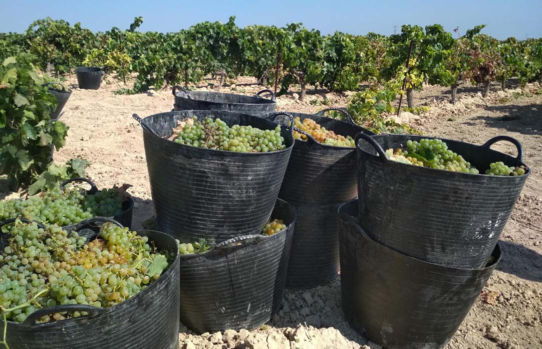 Una grieta dentro de la grieta: Los viñistas de la DO Jerez no ve tan claro apoyar a los manzanilleros