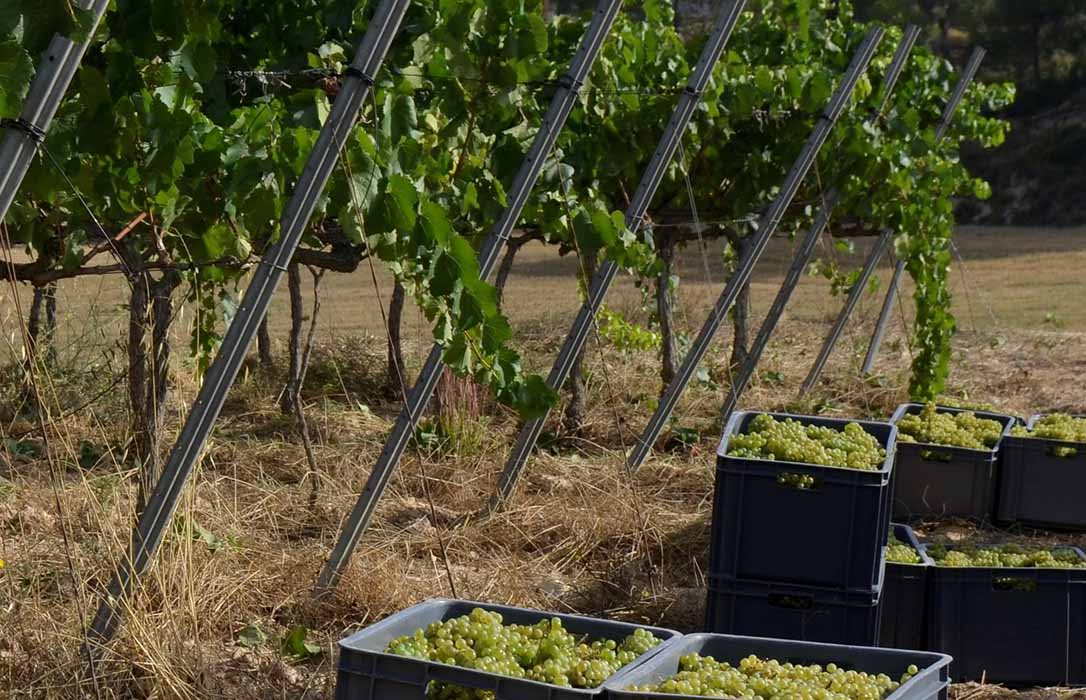 JARC defiende en el Parlament su estrategia para revertir la crisis del sector productor vitivinícola y de la DO Cava