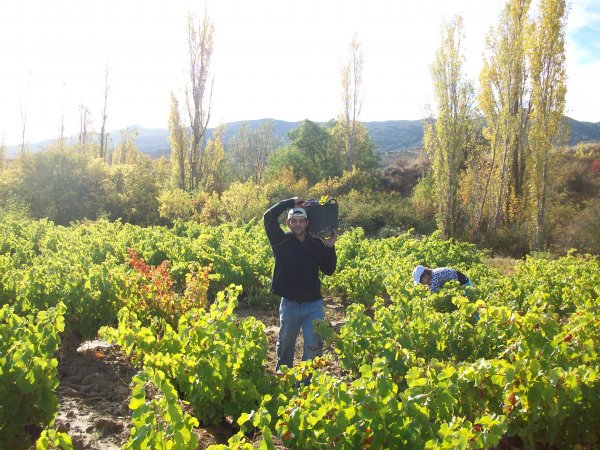 La D.O. Navarra finaliza su vendimia con 54 millones de kilos de uva (un 13% menos) y mucha calidad