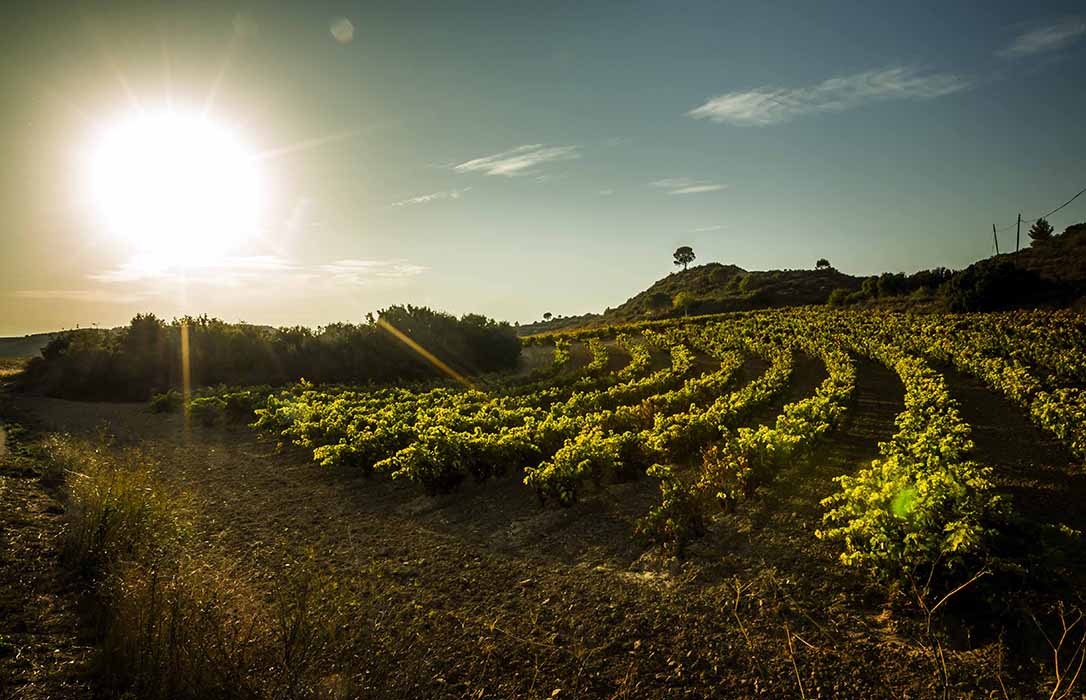 El sector se muestra prudente a insta a la Interprofesional del Vino de Rioja a aplazar un año el incremento de masa vegetal