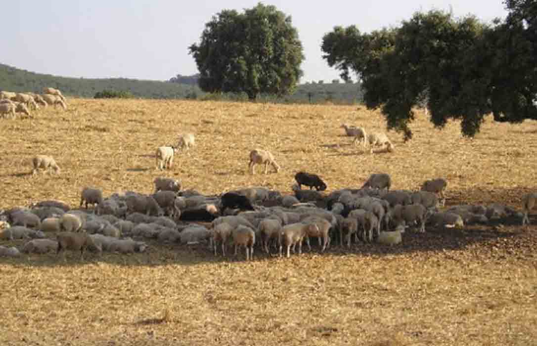 Exigen medidas urgentes ante el agravamiento de la sequía y sus efectos en la ganadería