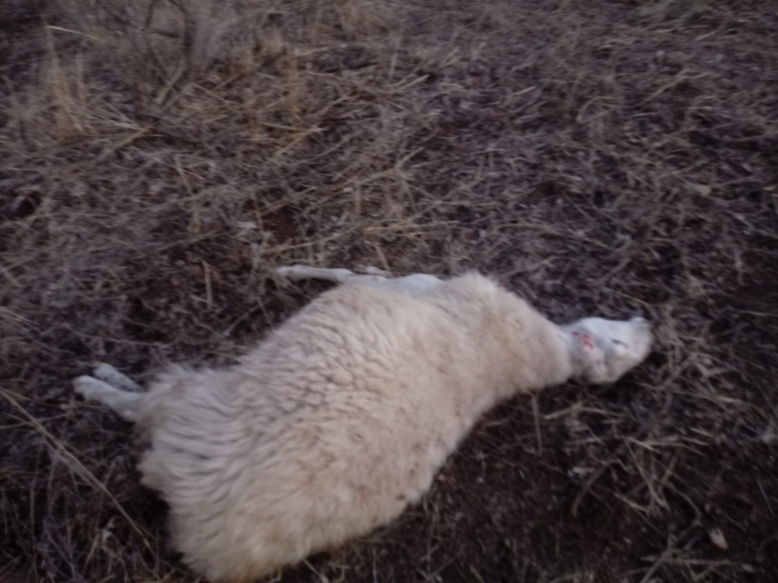Los lobos matan a nueve ovejas de un rebaño en un mismo ataque ante la indefensión del ganadero