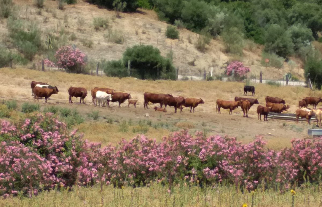 Adelanto de la PAC: Agricultores y ganaderos comienzan a cobrar desde este viernes en Andalucía