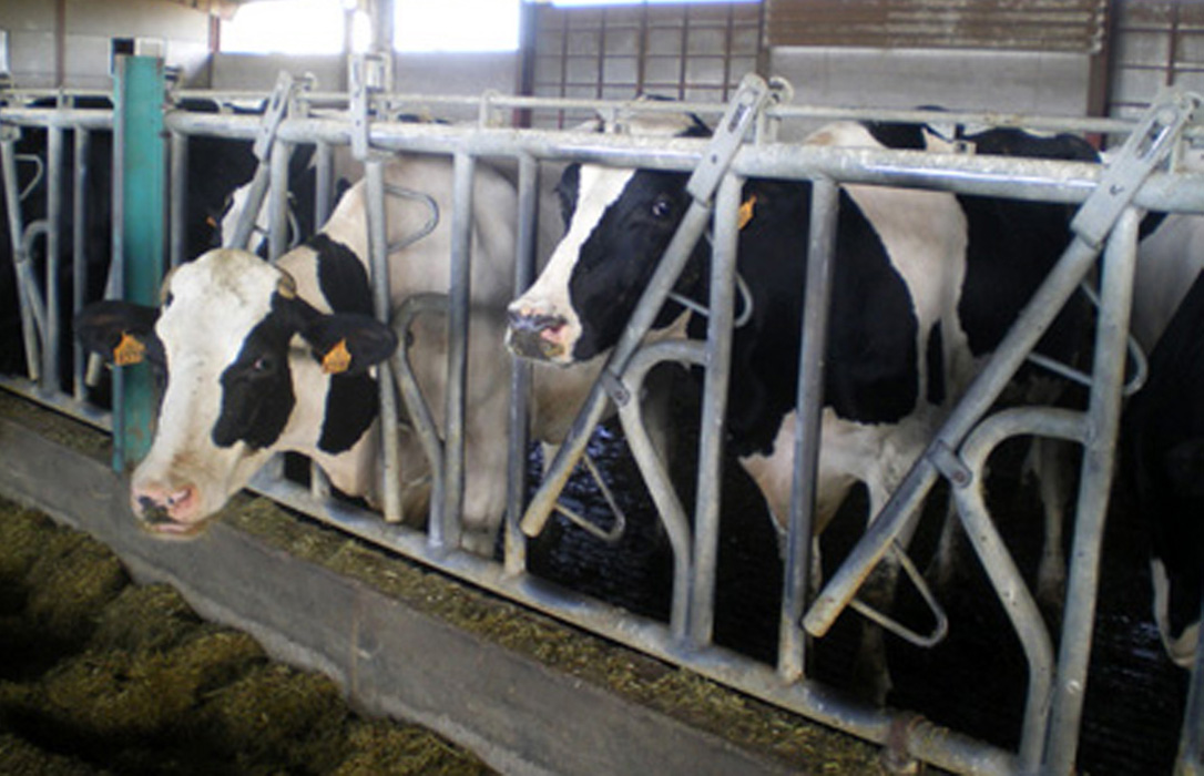 Reclaman a las industrias lácteas el pago de 315 millones a las granjas gallegas tras la multa por pactar precios