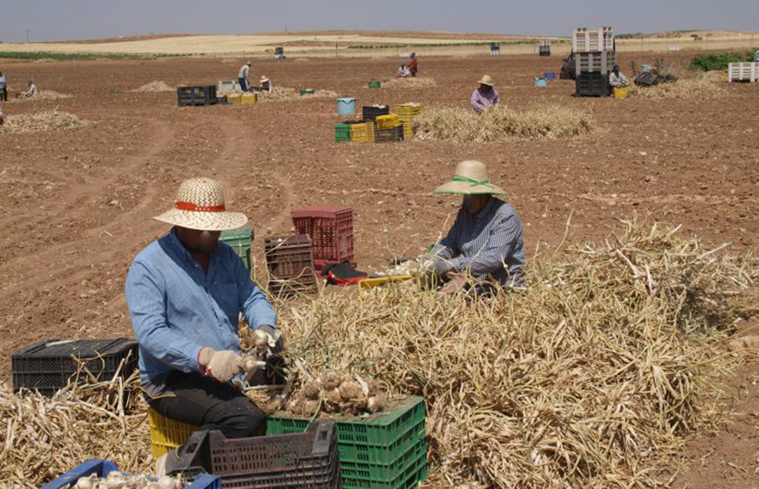 Piden medidas para evitar las sanciones a las suplantaciones de identidad de trabajadores en las campañas agrícolas
