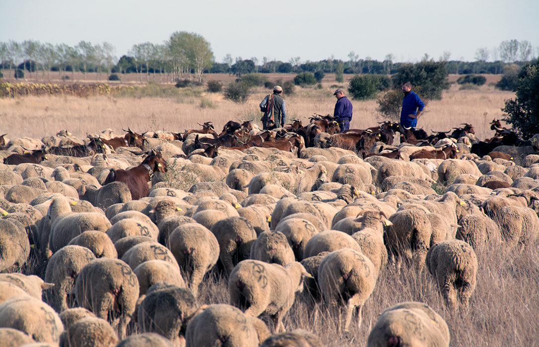 ‘Barbecho’, el documental que recoge el papel de ovejas, cabras y ganaderos frente al despoblamiento