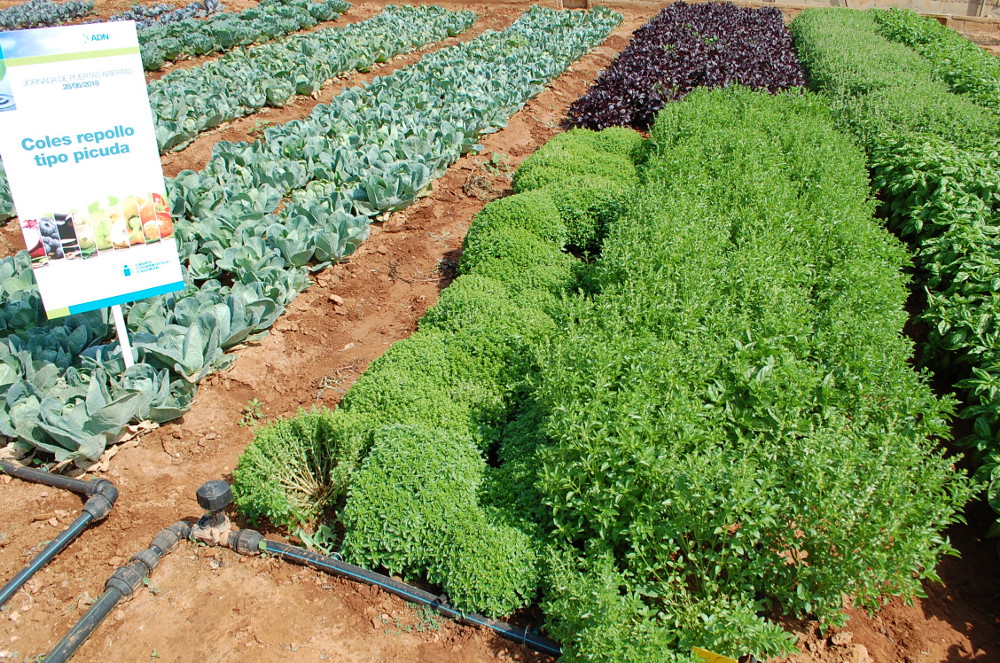 La agricultura del futuro será sostenible, saludable, competitiva y rentable según el Foro Cajamar Agro