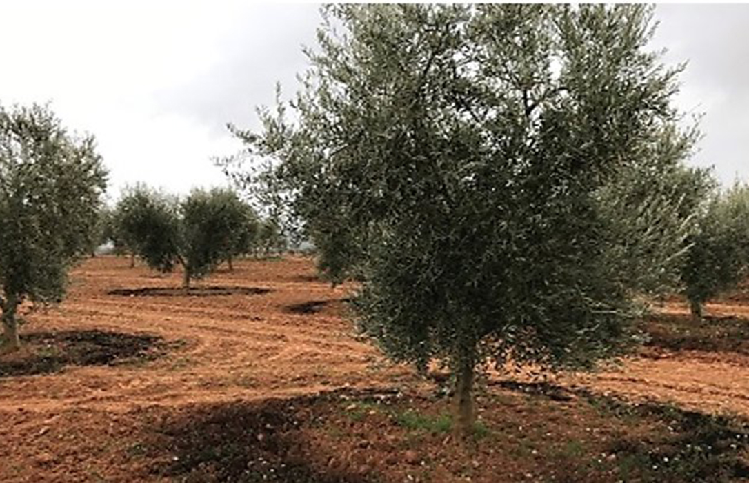 Un olivar 100% sostenible: El compost se produce con subproductos generados en la almazara y bodega y se aplica después a explotaciones