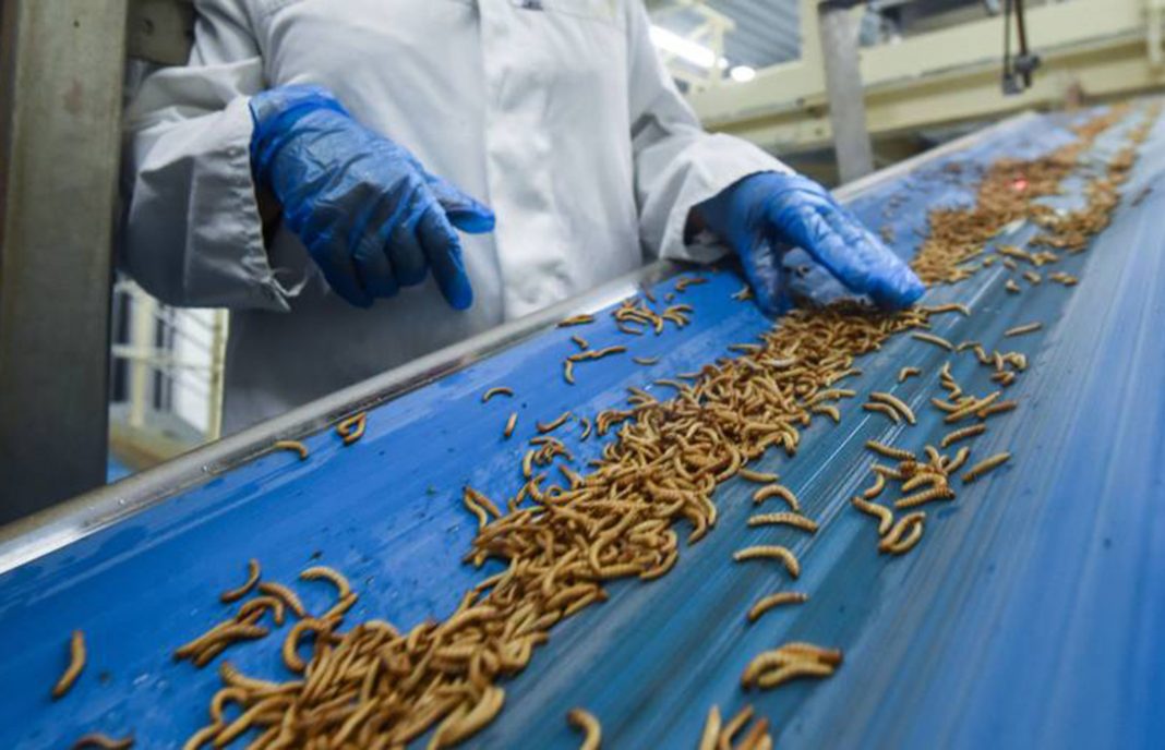 Una experta cree que la normalización del consumo humano de insectos en España todavía «va para largo»