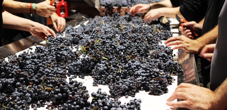 DOP Yecla ha recolectado casi 13 millones de kilos de uva y augura una añada excelente