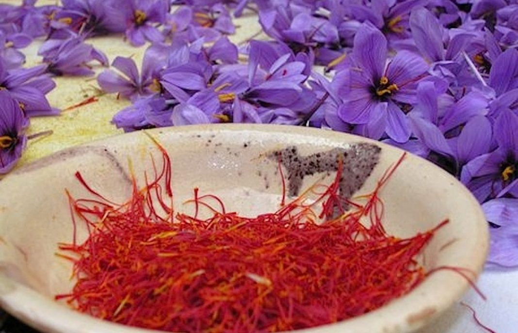 El azafrán, un cultivo prioritario con gran rentabilidad a corto plazo