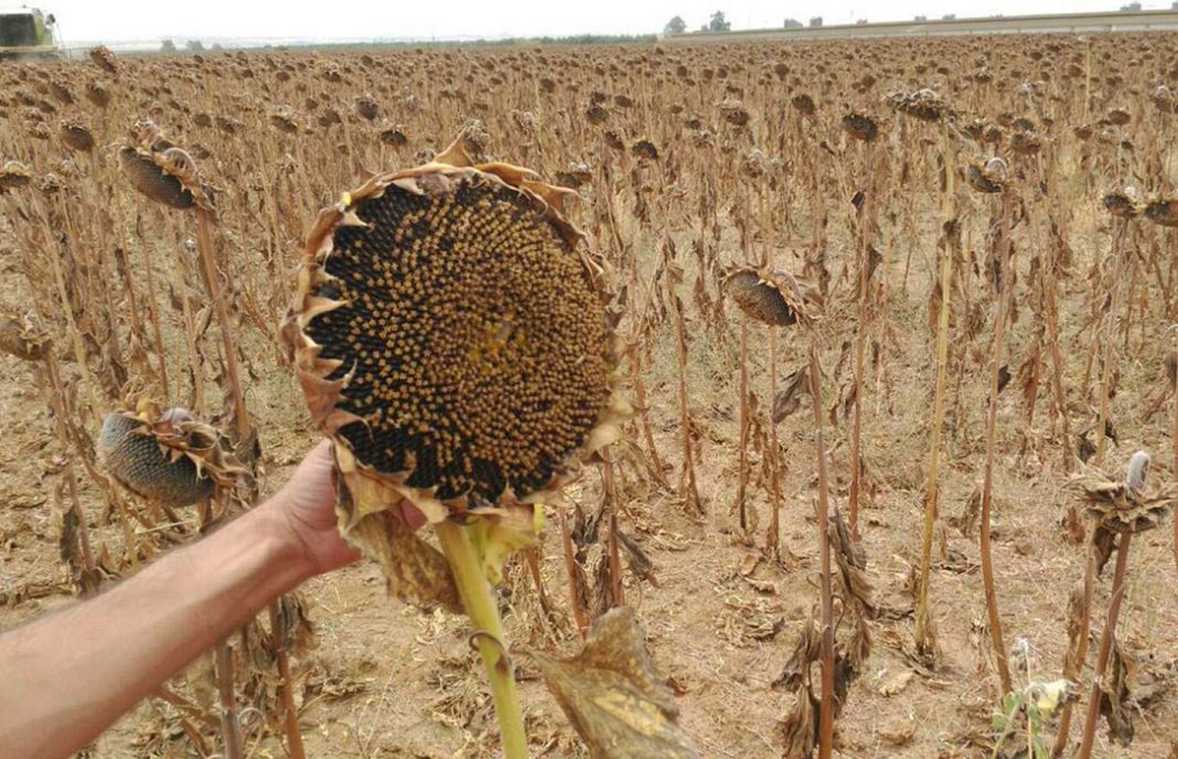 Agroseguro ha abonado cerca de 13 millones de indemnizaciones de girasol, el 85% de previsión total para ese cultivo