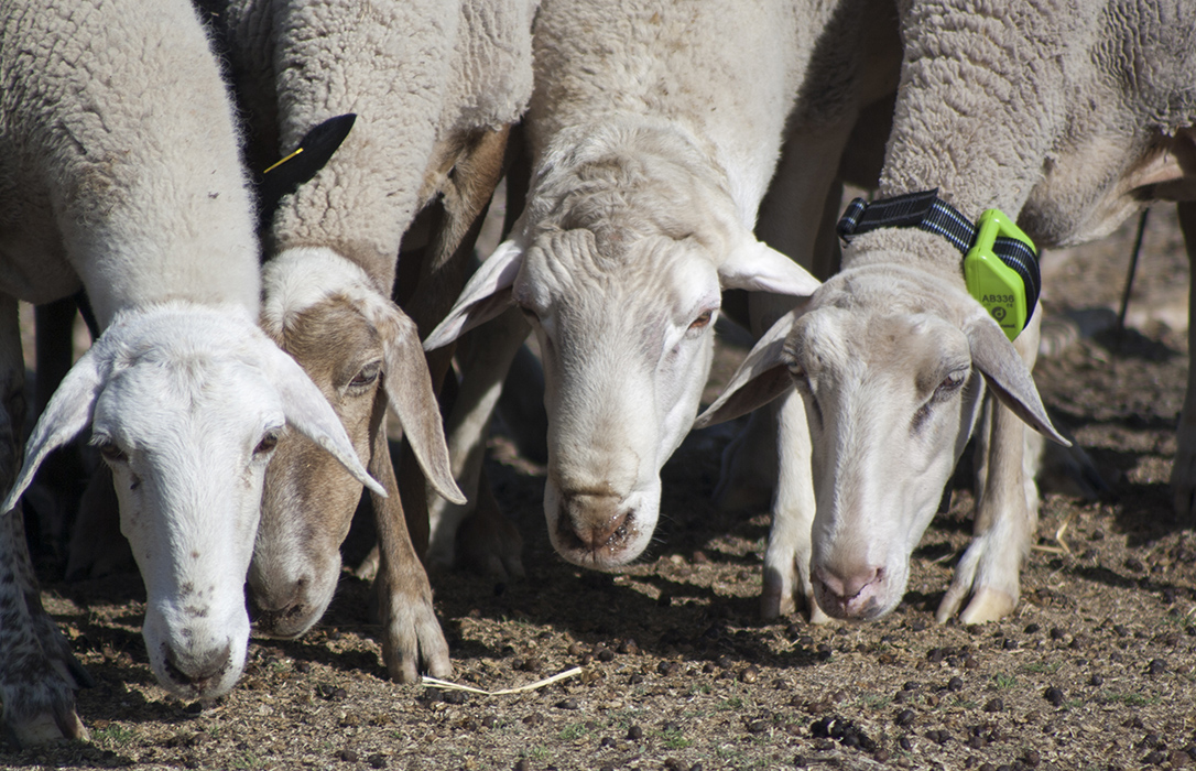 ¿Ovejas y cabras con GPS? La Trashumancia BIG DATA define los caminos para los pastores del mañana