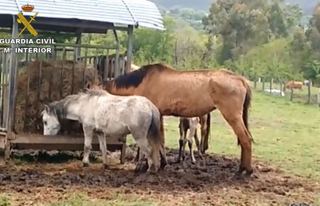 Investigan a un hombre por presunto maltrato animal tras la muerte de siete caballos en un terreno en Melide