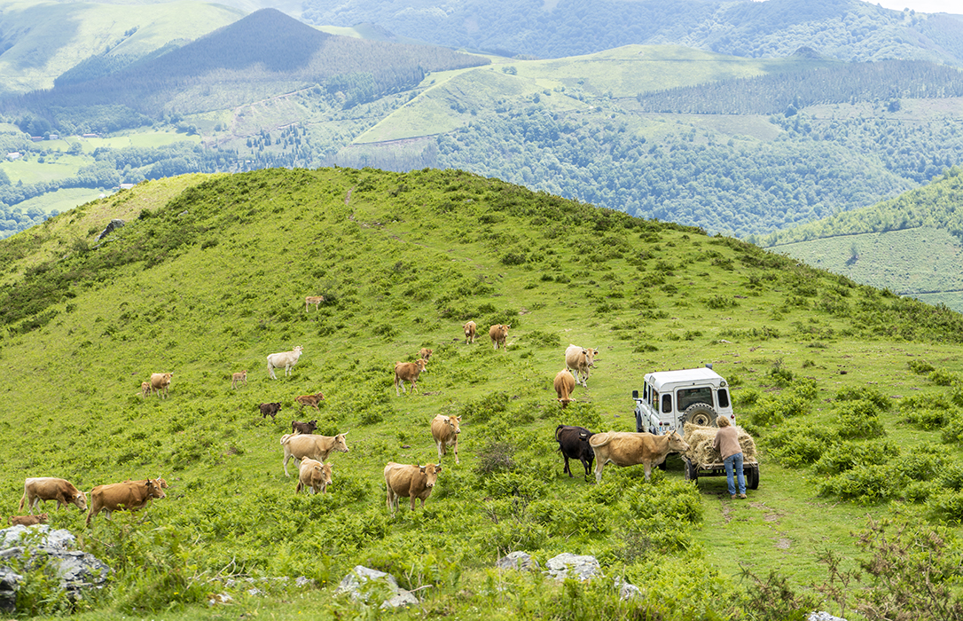COP25: El sector del vacuno de carne refuerza su compromiso con  la conservación del medio ambiente