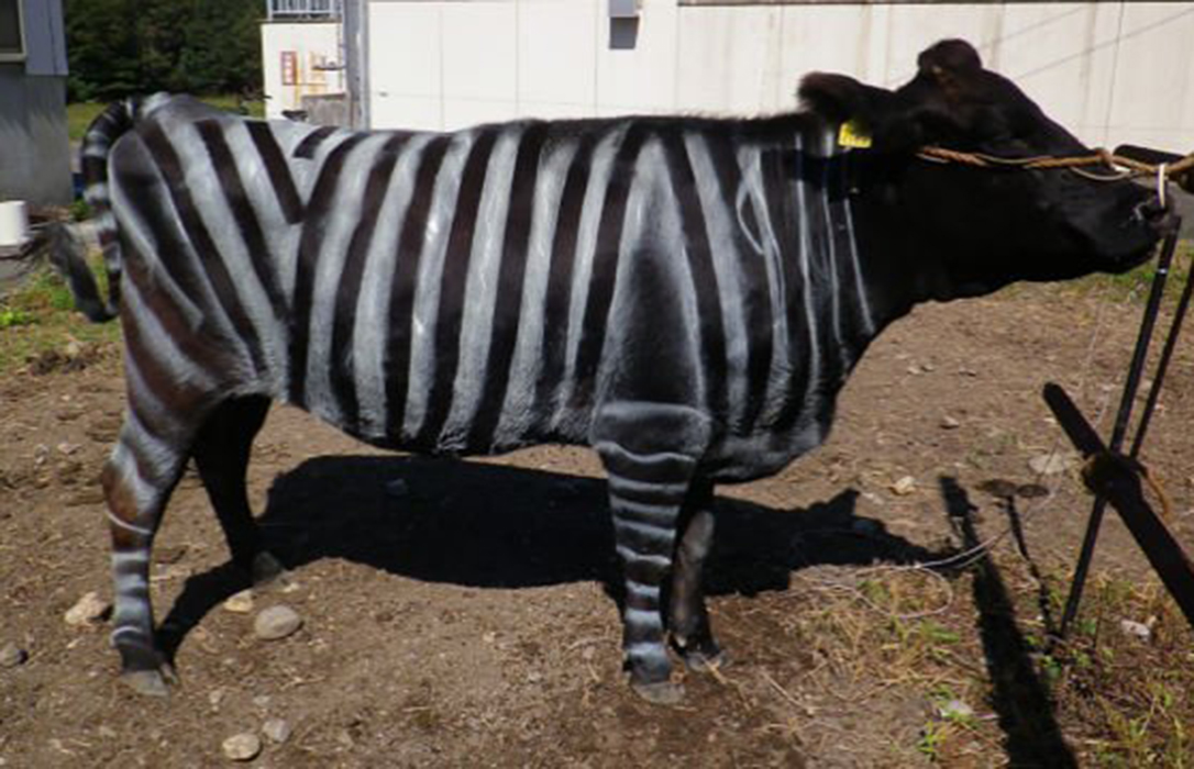 Algo se nos va de las manos: Científicos pintan vacas como cebras como alternativa sostenible a los pesticidas
