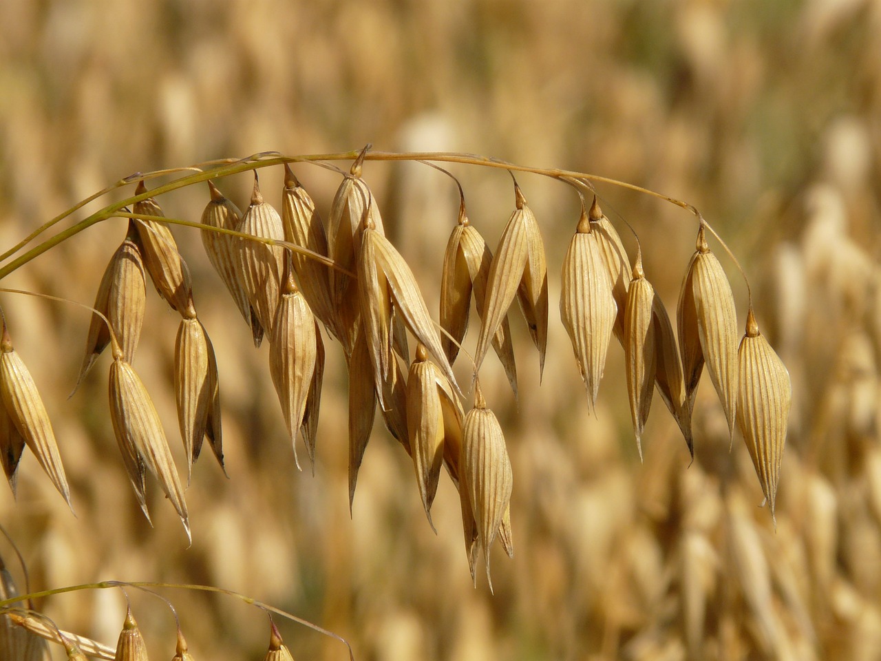 La cosecha mundial de cereales secundarios será un 0,28 %, según el último informe del USDA