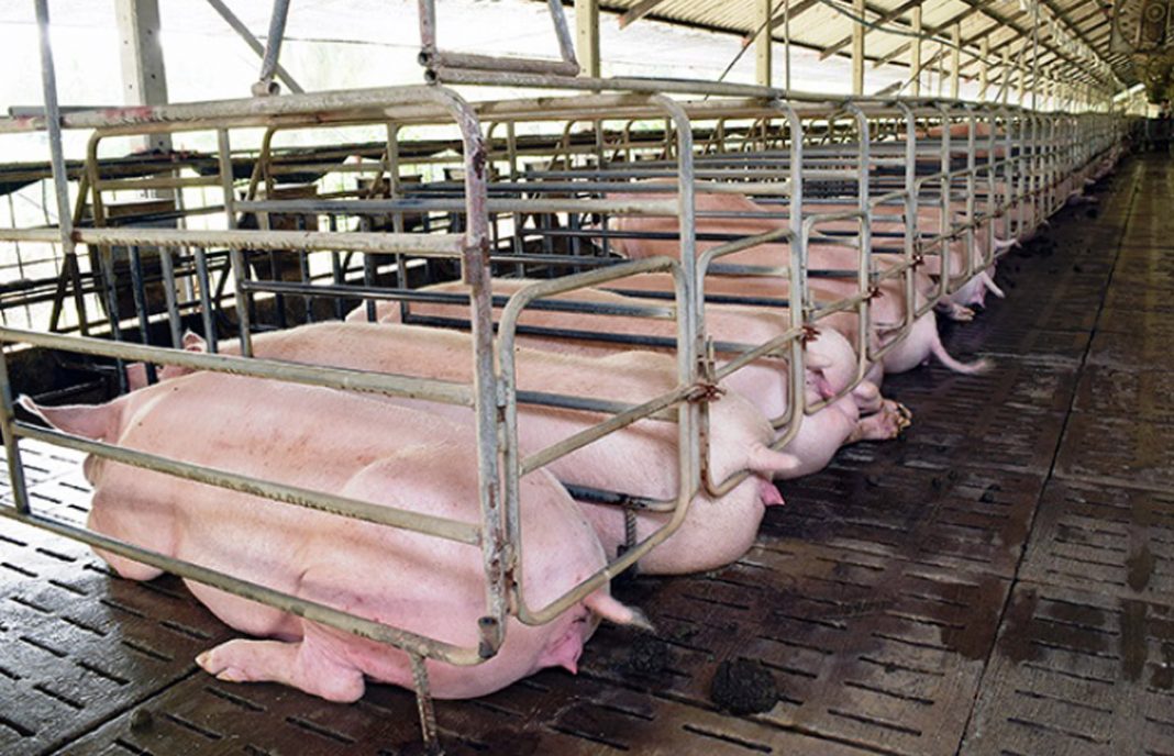 Vía libre a ampliación de granja porcina, de 400 a 4.000  animales