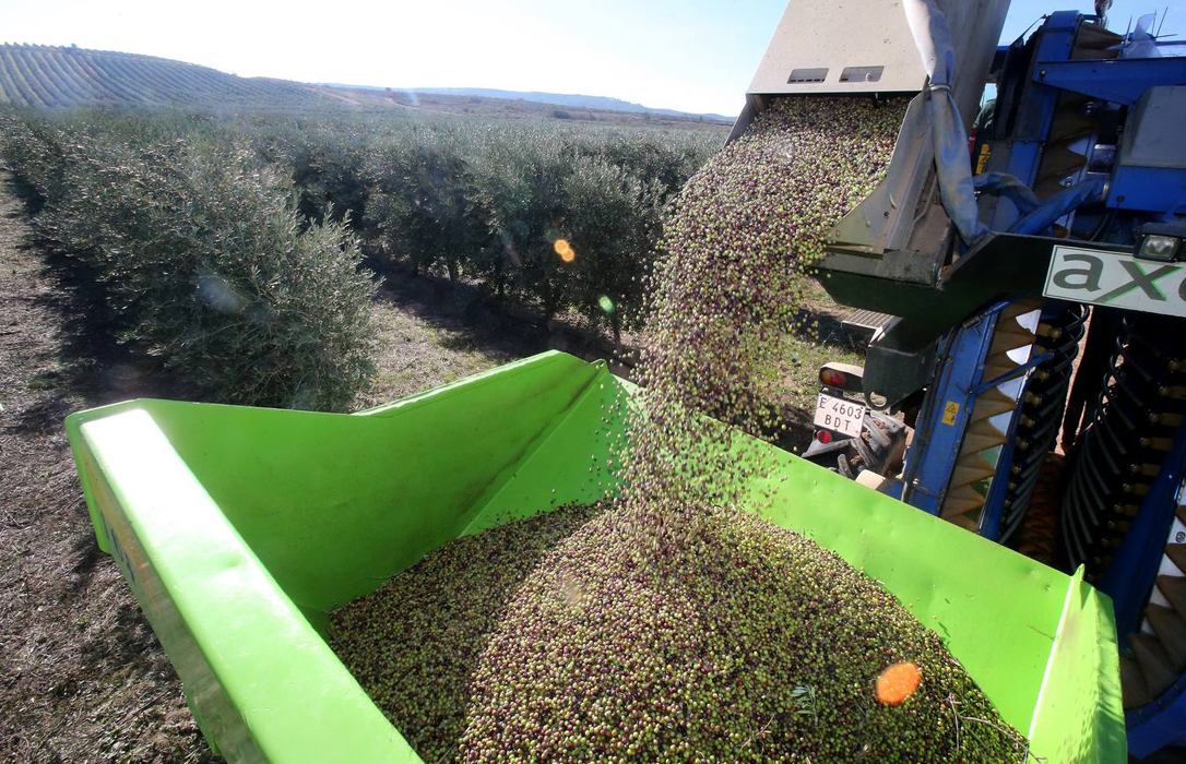 Extremadura se suma a Andalucía en la suspensión cautelar de recogida nocturna de aceituna en olivares superintensivos para no dañar a aves silvestres
