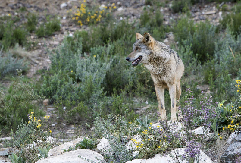 El Tribunal Supremo confirma la responsabilidad patrimonial del Gobierno de Madrid en los ataques del lobo