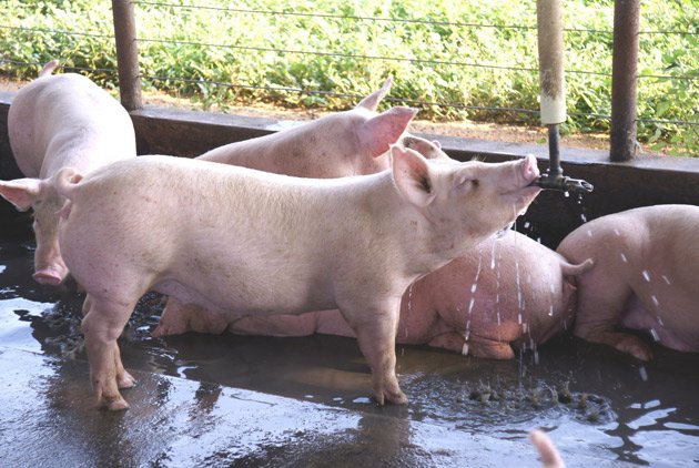 Sector porcino: Mucho que decir en la lucha contra el cambio climático