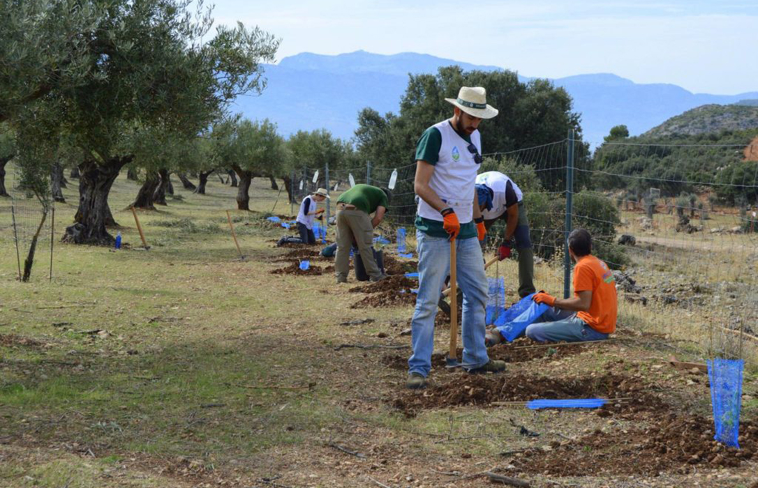 Más de 350 olivareros se han interesado ya por formar parte del proyecto LIFE Olivares Vivos