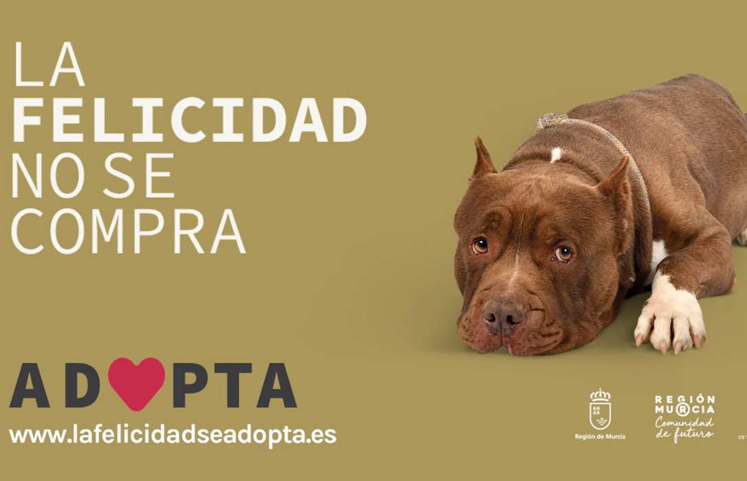Los Veterinarios de Murcia impulsan la campaña de adopción de mascotas en Navidad: “Adopta: La Felicidad no se Compra”
