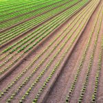 Bruselas diseña un mercado de ‘créditos de naturaleza’ con nuevos ingresos para agricultores por la conservación y restauración de ecosistemas